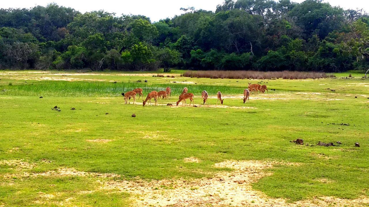 Sigiri Mango Garden Eco Resort سيغيرِيا المظهر الخارجي الصورة